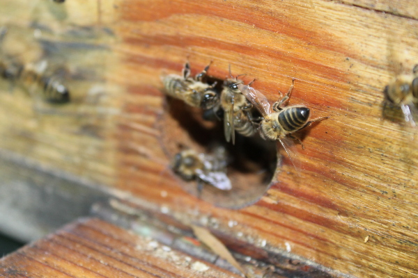 Bienen vor dem Flugloch